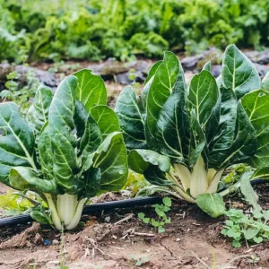 Barese swiss chard