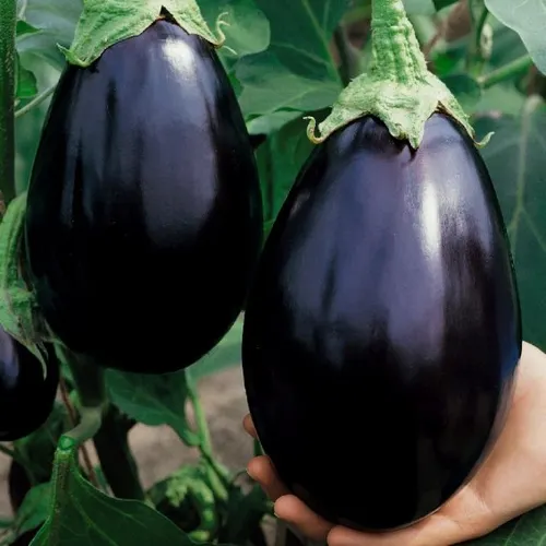 Black Beauty eggplant
