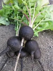 Black Spanish round radish