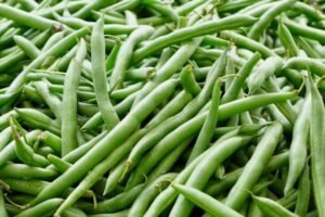 Bush,Beans,Are,Green,Beans,That,Grow,On,A,Short,