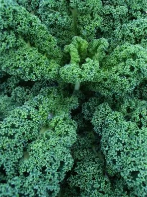 Blue curled scotch kale
