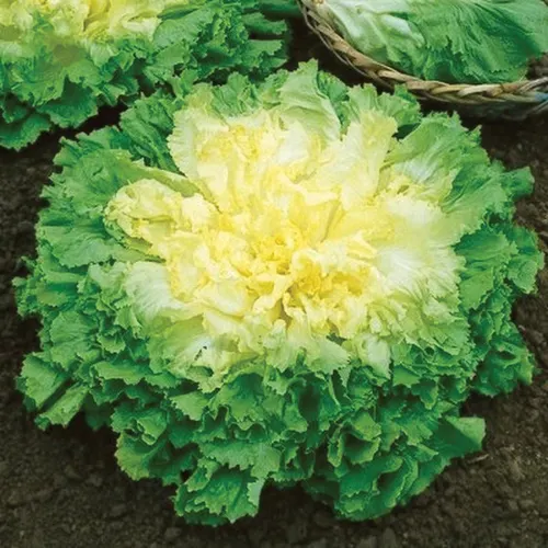 Broadleaf batavian endive