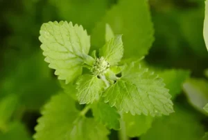 Catnip