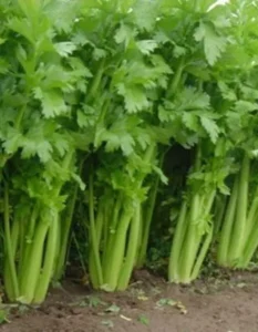 Celery Tall Utah