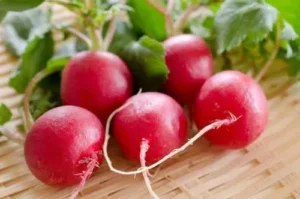 Champion radish