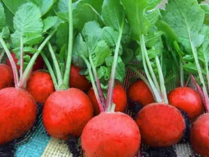 Cherry Belle radish