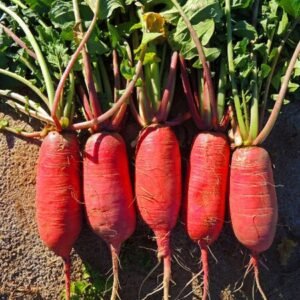 China_Rose_Radish_Seeds