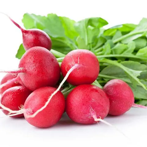 Crimson Giant radish