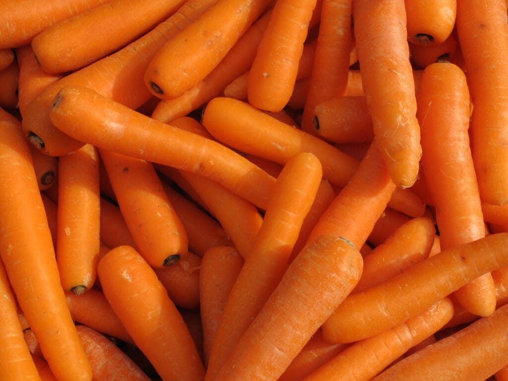 Lots of raw carrots close up.