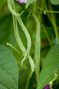 fresh green beans plant in garden macro closeup in summer