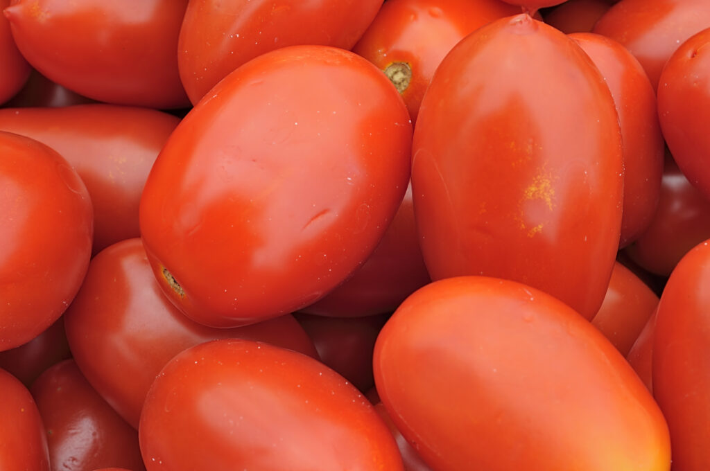 Background tomatoes "San Marzano" - They have an elongated shape, and is particularly suitable for preparing peeled and canned