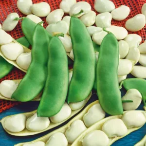 Early Thorogreen lima bean