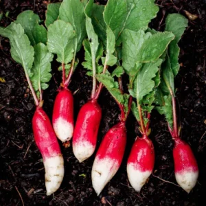 French breakfast radish