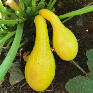 Golden Summer Crookneck