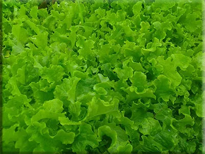 Green salad bowl lettuce