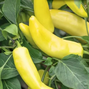 Hungarian Yellow Wax