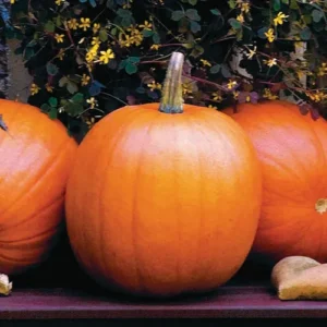 Jack O'Lantern