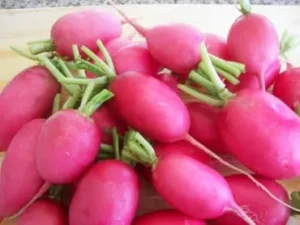 Lady Slipper radish