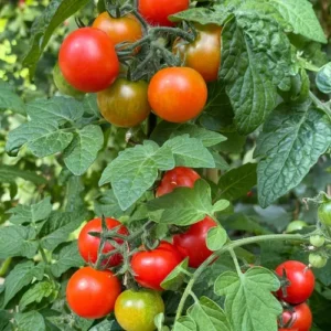Large Red Cherry