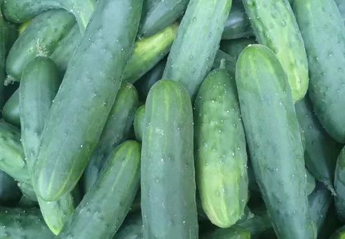 Marketmore 76 cucumber
