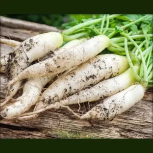 Mino Early Radish