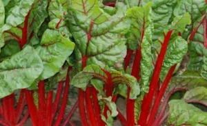 Ruby red swiss chard