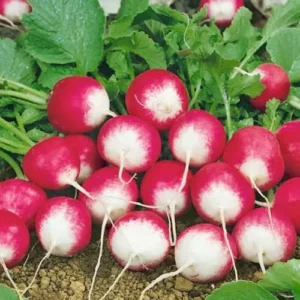 Sparkler white tip radish