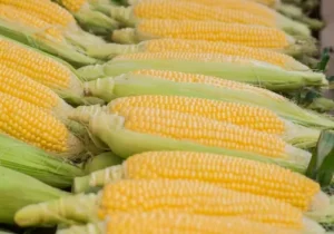 Sweetcorn