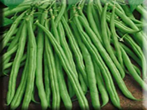 Tendergreen Bean