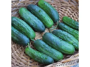 Vlaspik-cucumbers-1