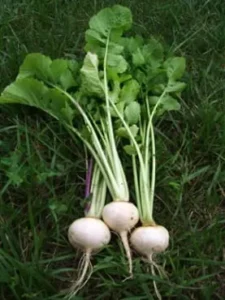 White Egg