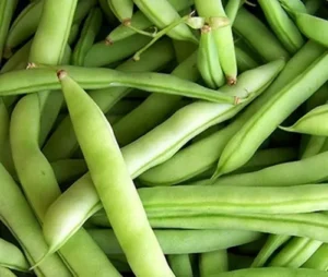 White-Half-Runner-Beans