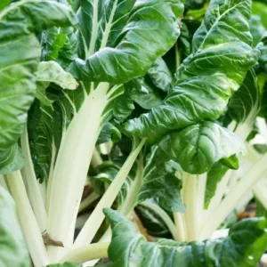 White Rib Swiss Chard