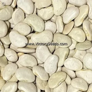 bean_lima_king-garden_seed