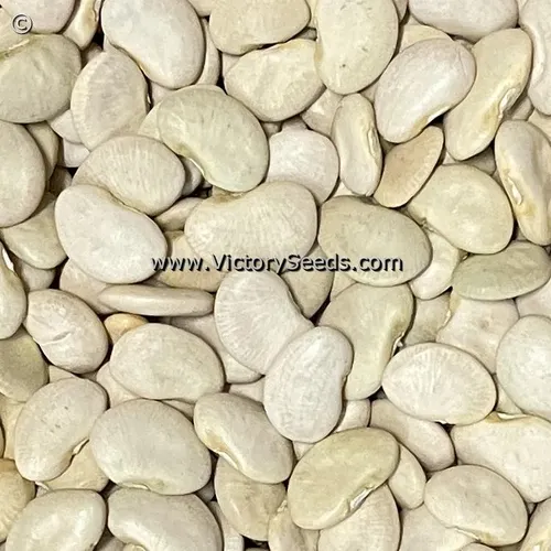 bean_lima_king-garden_seed