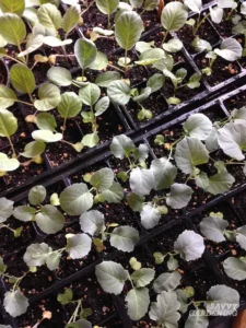 broccoli-plants