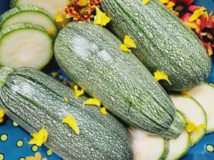 greyzucchini1