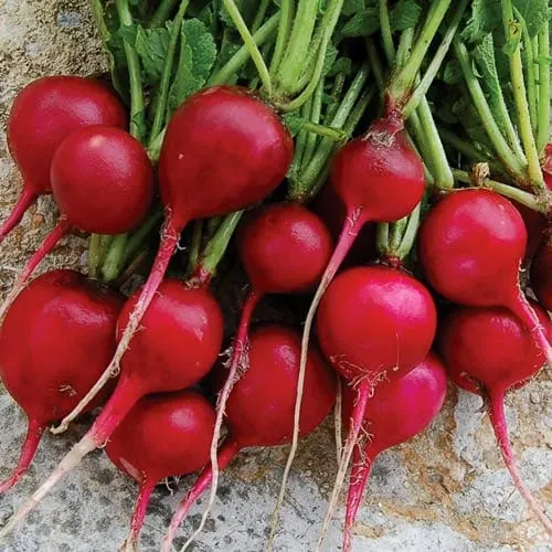 radish-scarlet-globe