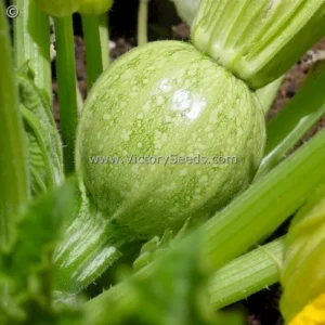 squash_round-zucchini_immature